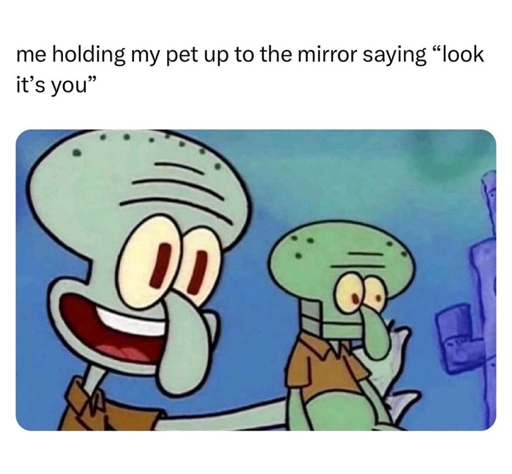 Pet Reflection Shenanigans 😄