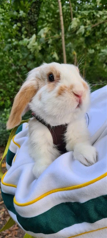 슈키 🐇