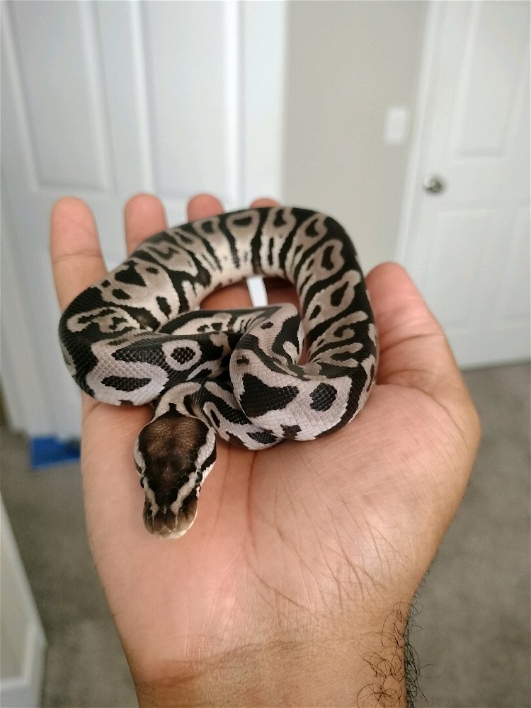 Sir Snakespeare