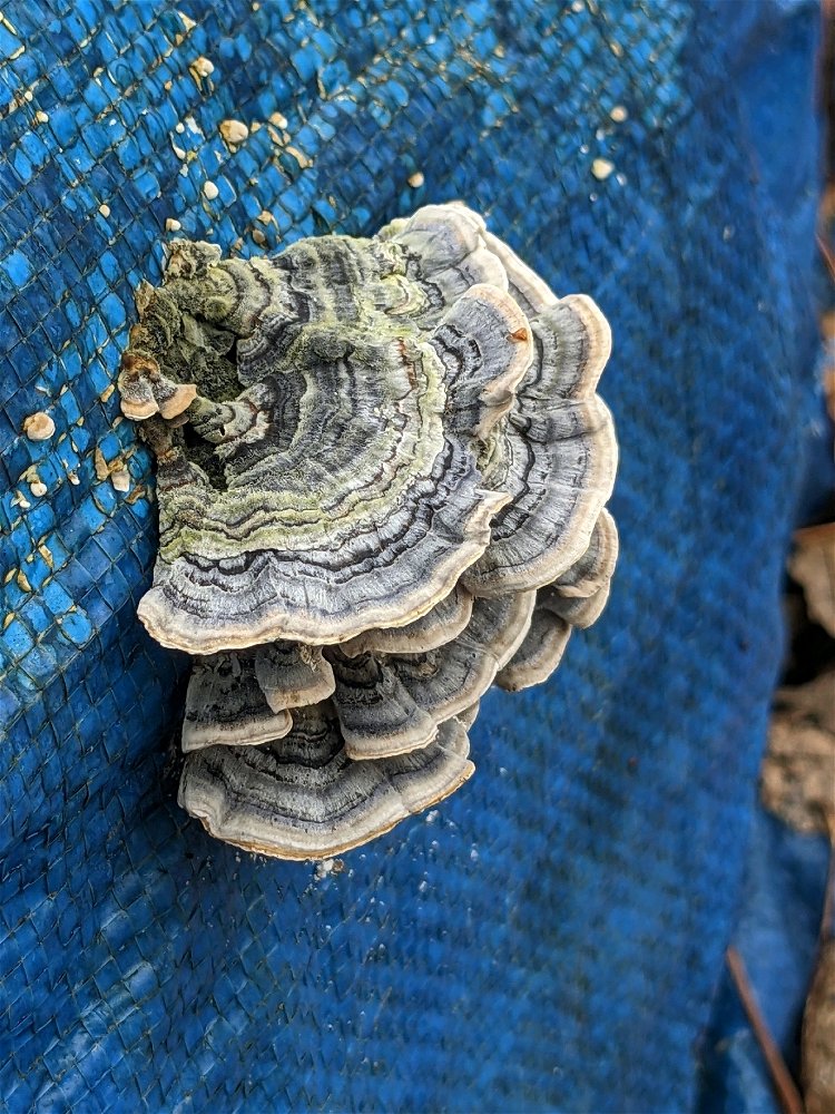 Mushrooms