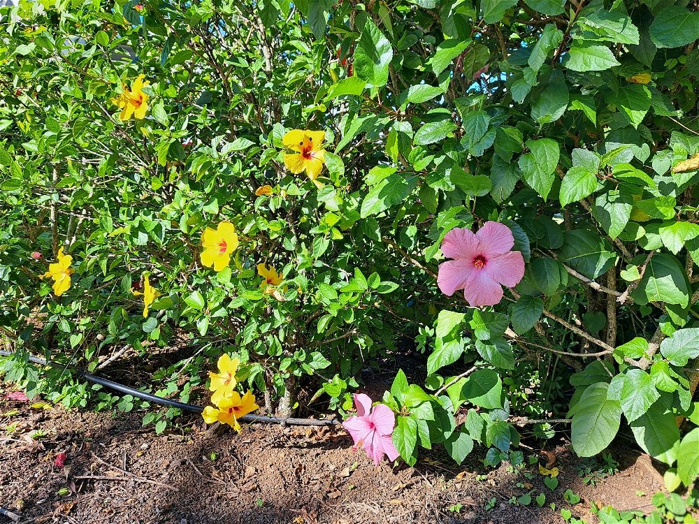 hibiscus everywhere