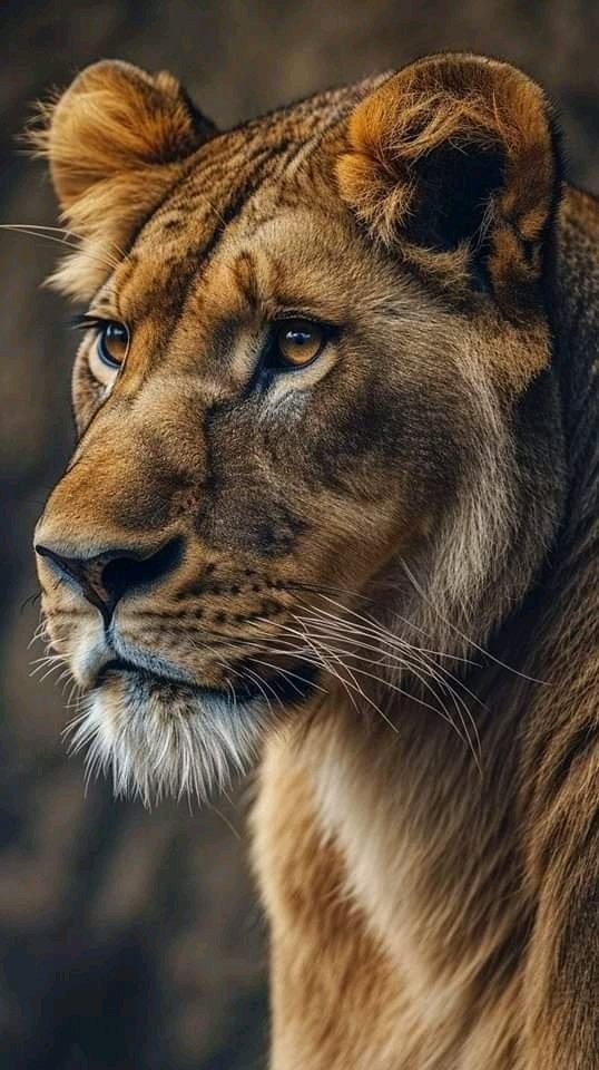 🦁🥰😘