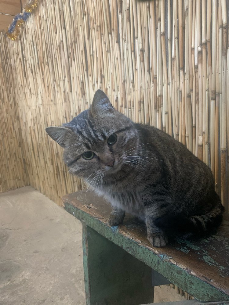 😺