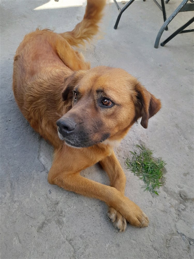🐕