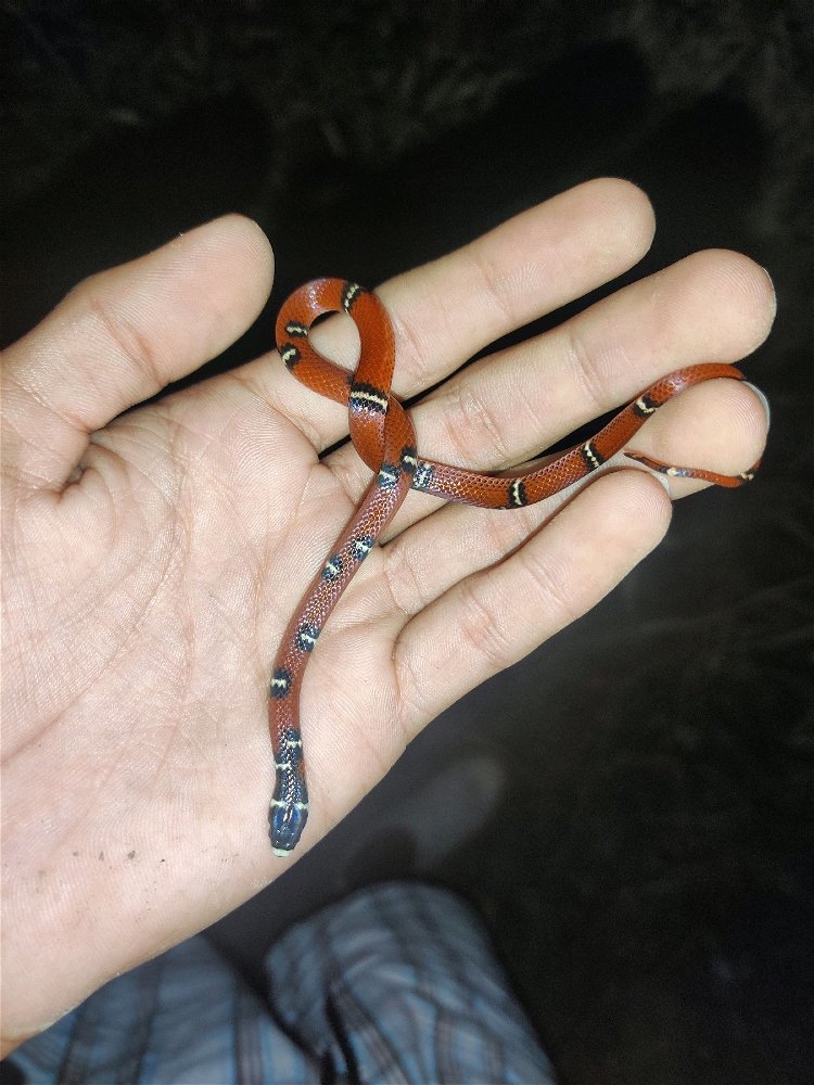 La serpiente más bella que he encontrado