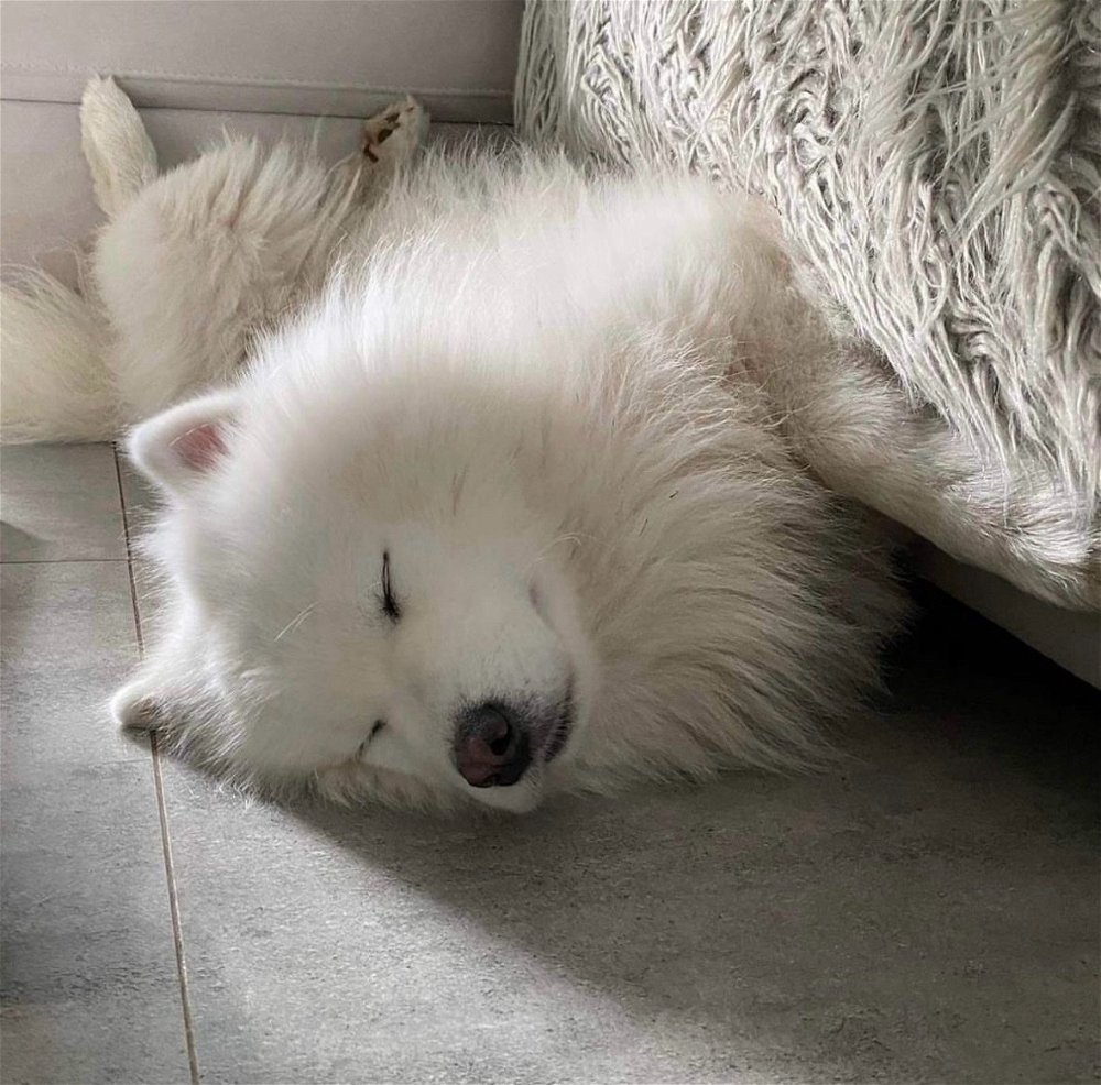 Na lepszy sen śpiąca kulka🐻‍❄️🤍