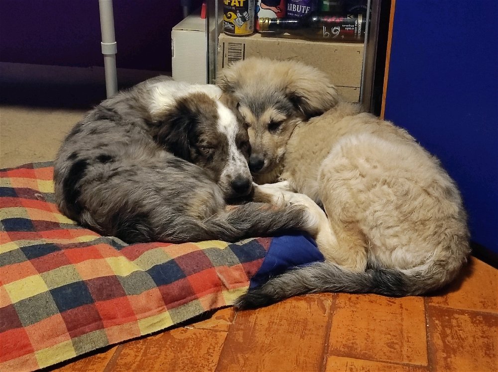 Due cagnolini che dormono insieme su un cuscino. Uno è un mix pastore australiano, l'alto è un pastore della Sila.