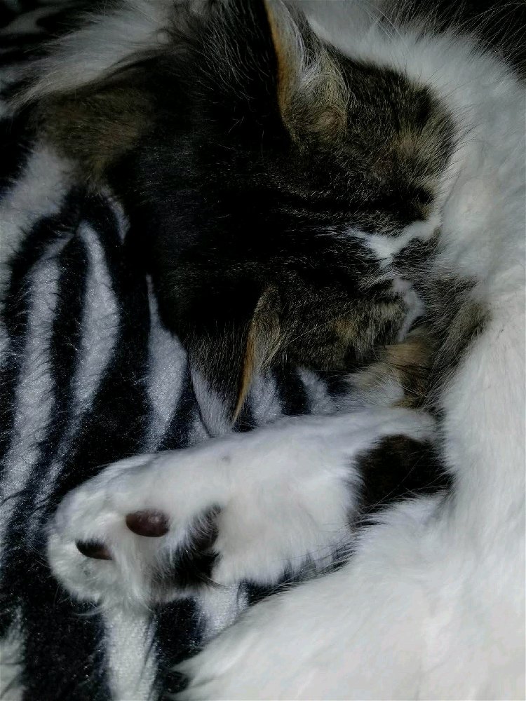 Toe beans!