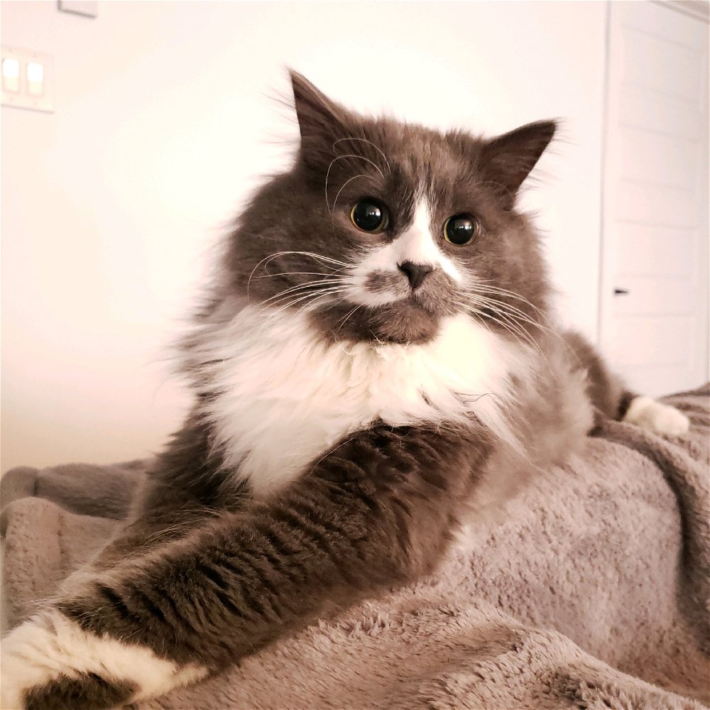 Meet my (very effective) alarm clock