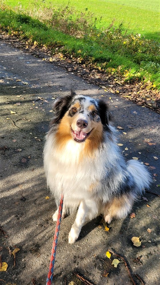 Merlin