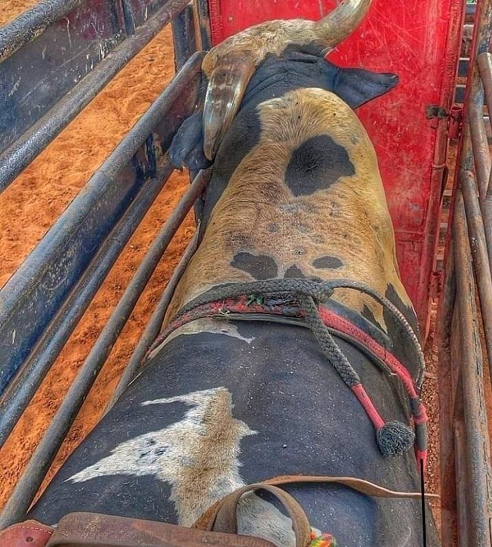 Bom dia 🤠🐂