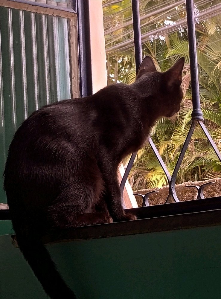 🐈‍⬛