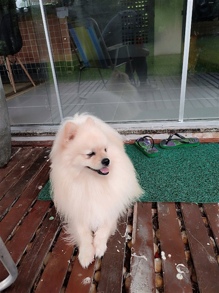 Bola de pelo