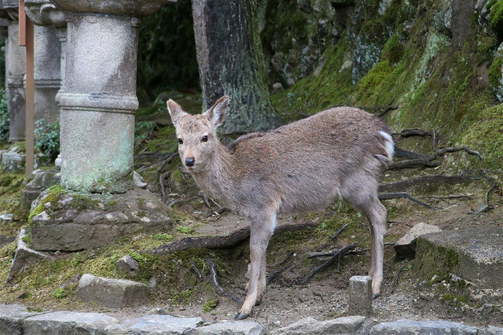 Cerbiatto giapponese a cui piace essere fotogenico