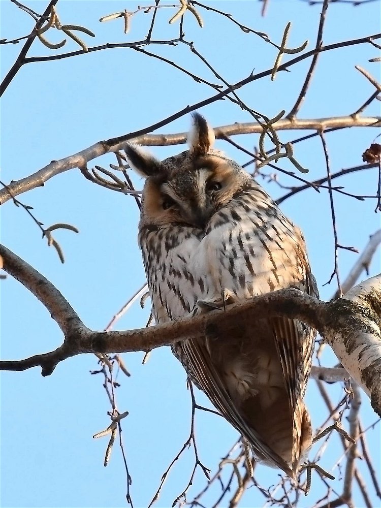 Megfigyelő 🦉🪶👀🙂