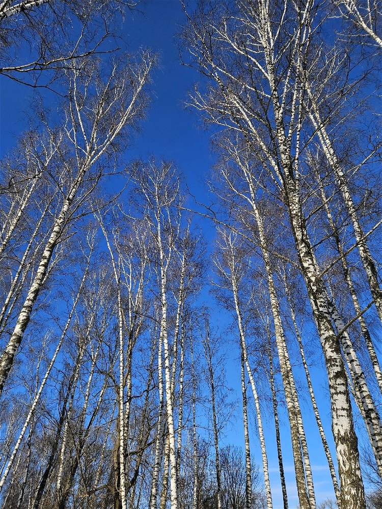 Березы