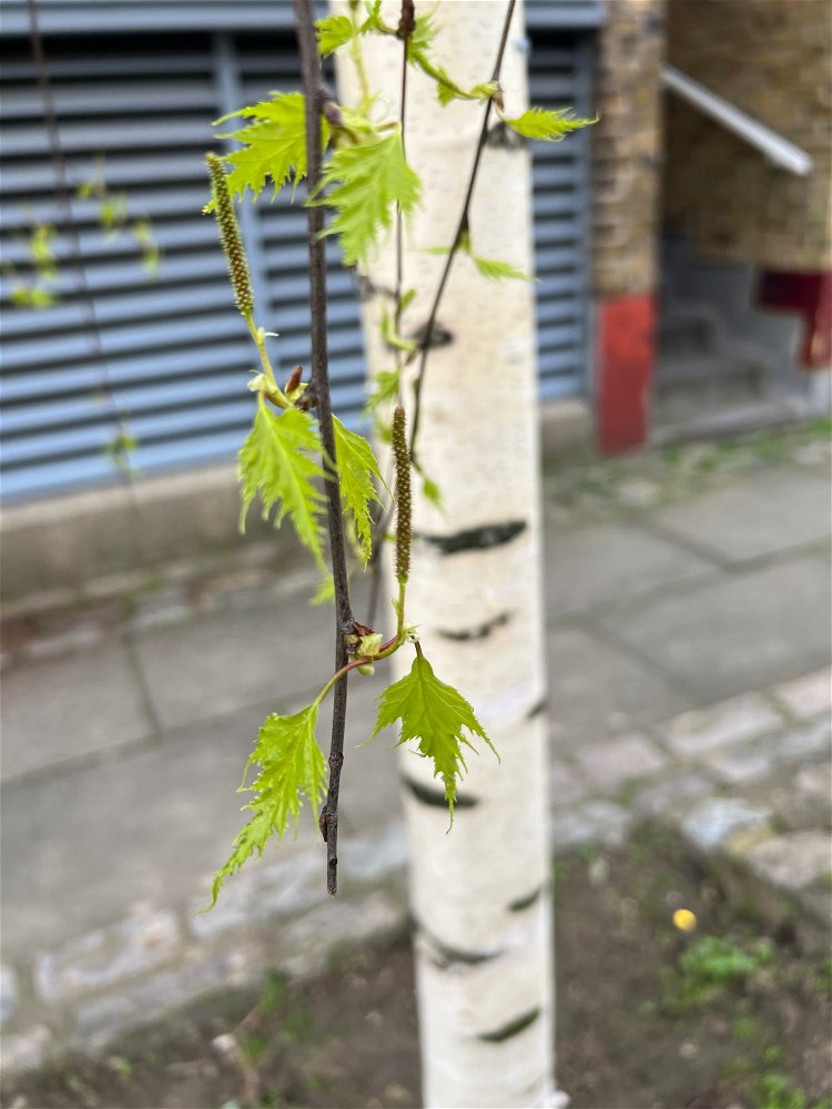 Spring
