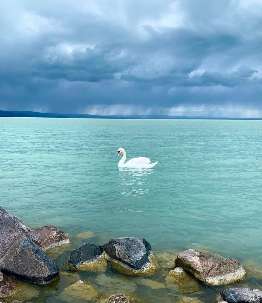 Vihar elötti csend hattyúval…🦢🙂😌(Balaton)🌊