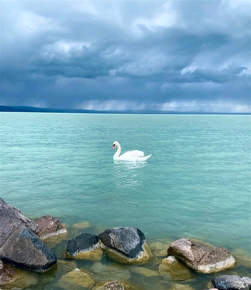 🦢