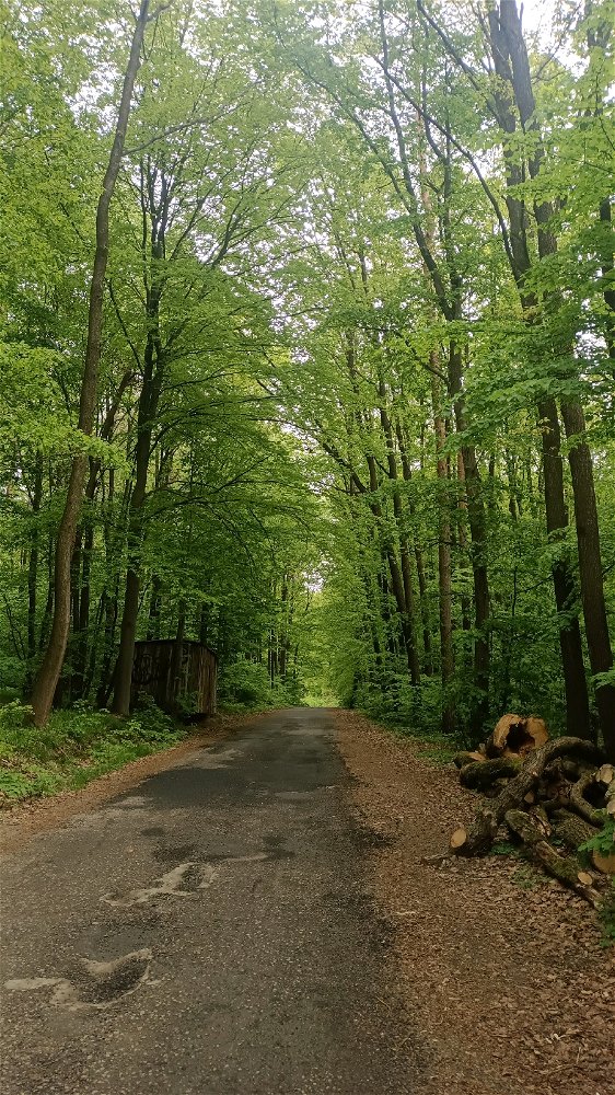 Lesní cesta