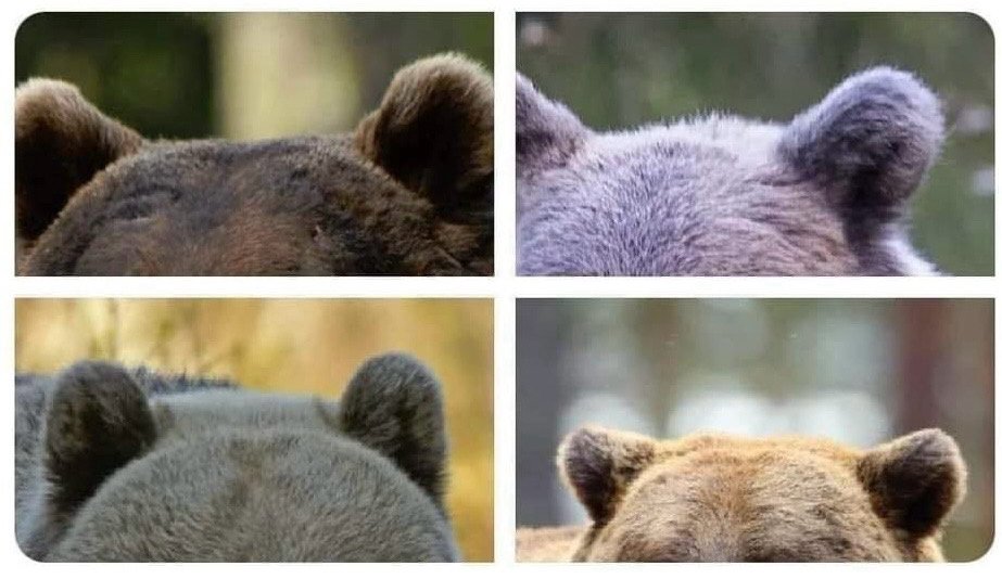 If bears are so dangerous then explain this: