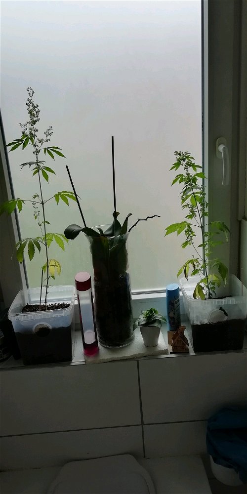 Meine Badezimmer Pflanzen 🤭
