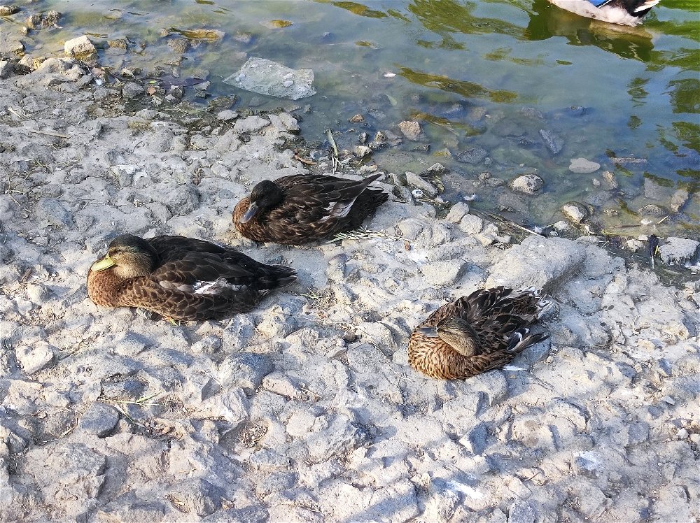 Patos!