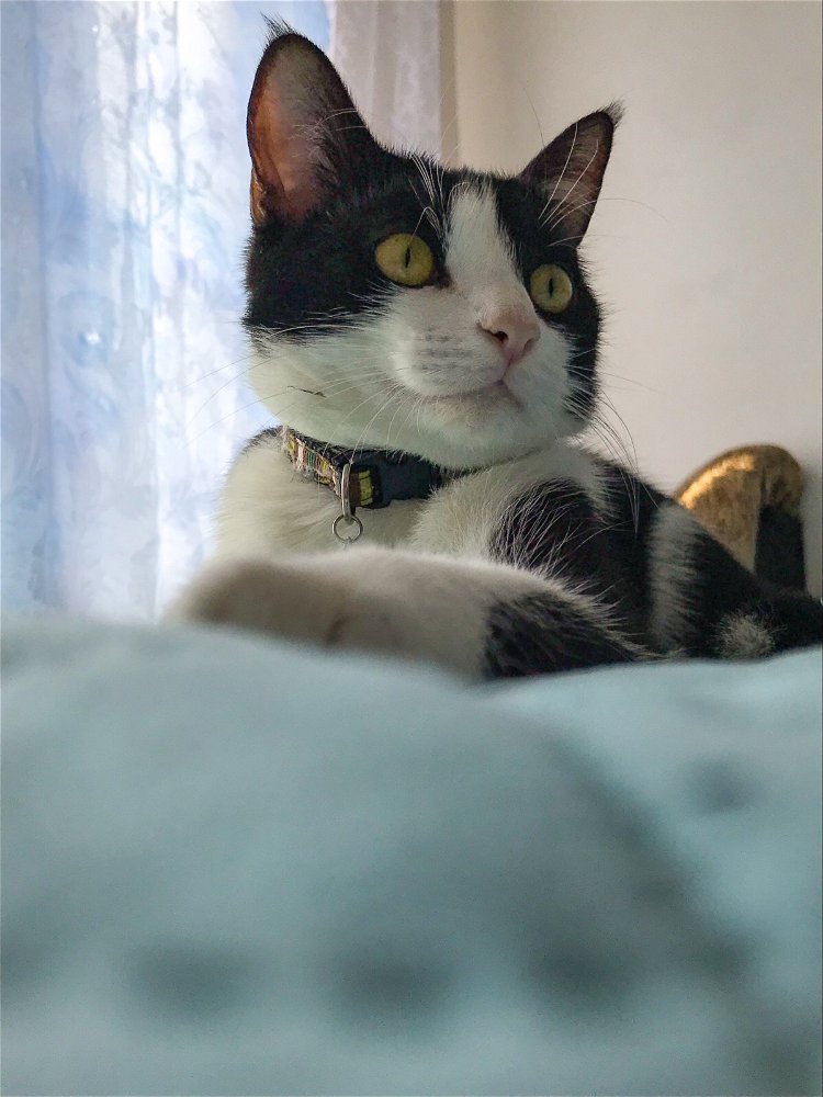 Котик😊