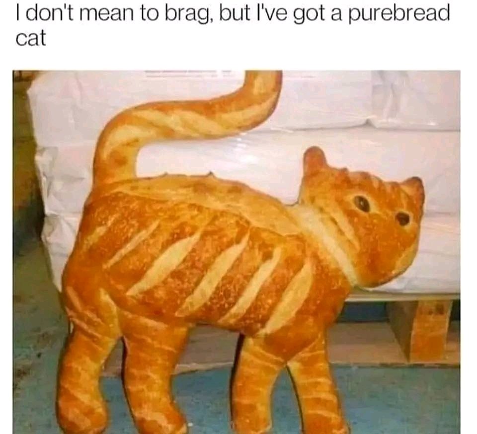 Cat bread 🍞