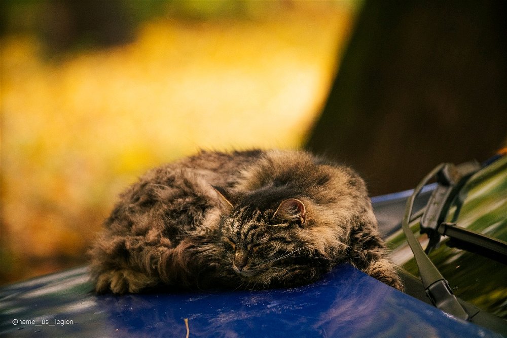 Котс