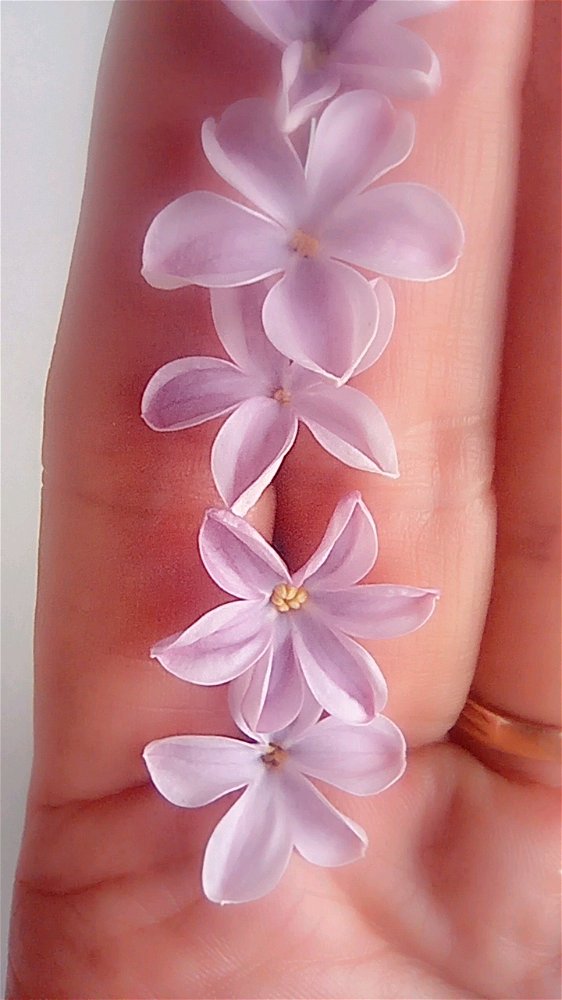 Сирень. Любимые цветы.