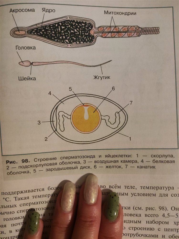 Учебник по биологии 10 Кл) Занимательно)