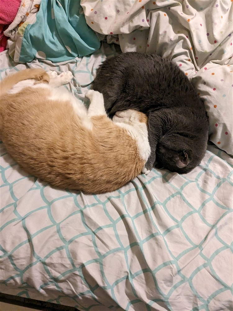 Poe and pumpkin