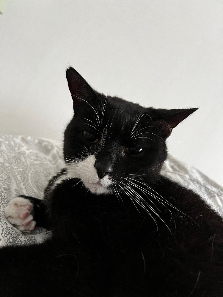 a black cat with white muzzle, chest and paws (also referred to as a tuxedo). very smooth fur and massive round pupils