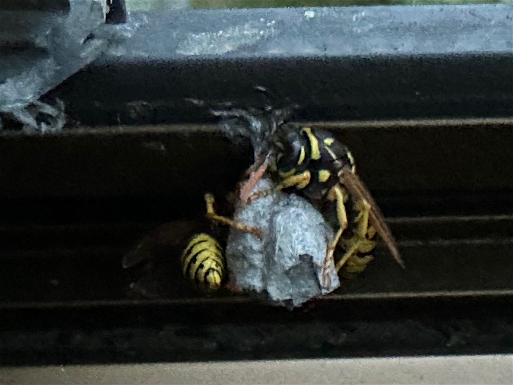 Nid de guêpes en construction 