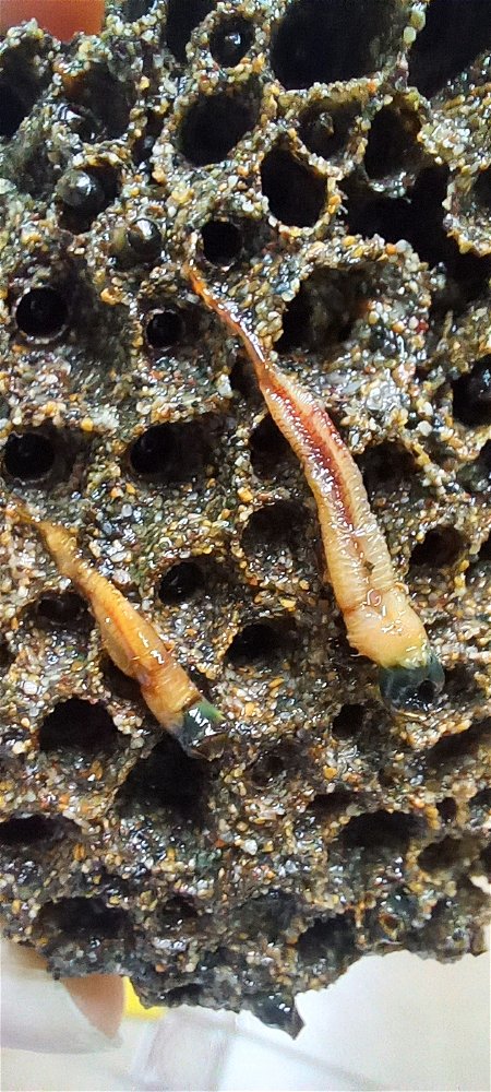Gusanos marinos de la clase Polychaeta, de aspecto rojo escarlata y naranja opaco, mostrados sobre una matriz de arena.
