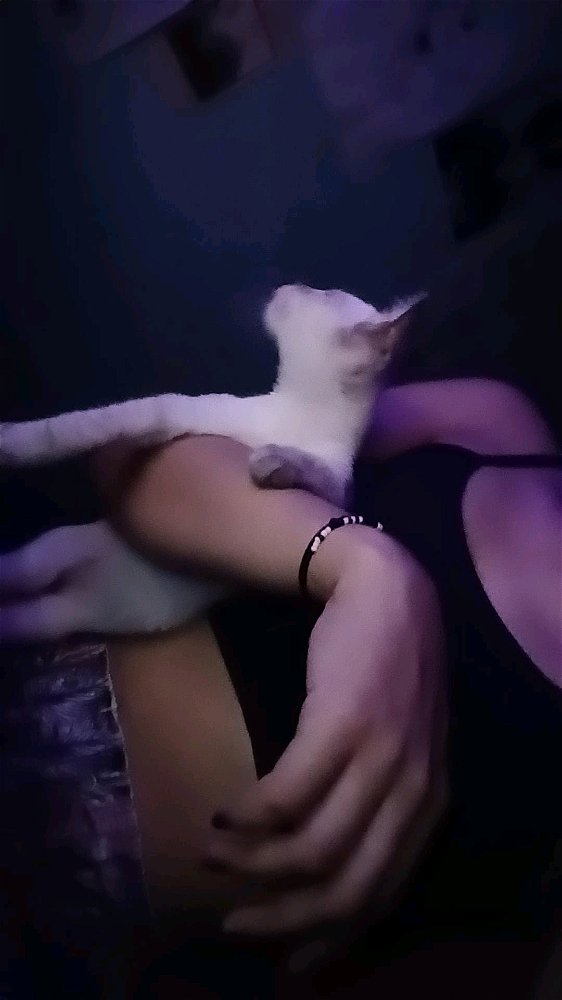 Ó meu gato dependente emocional que não me deixa fazer nada sozinha