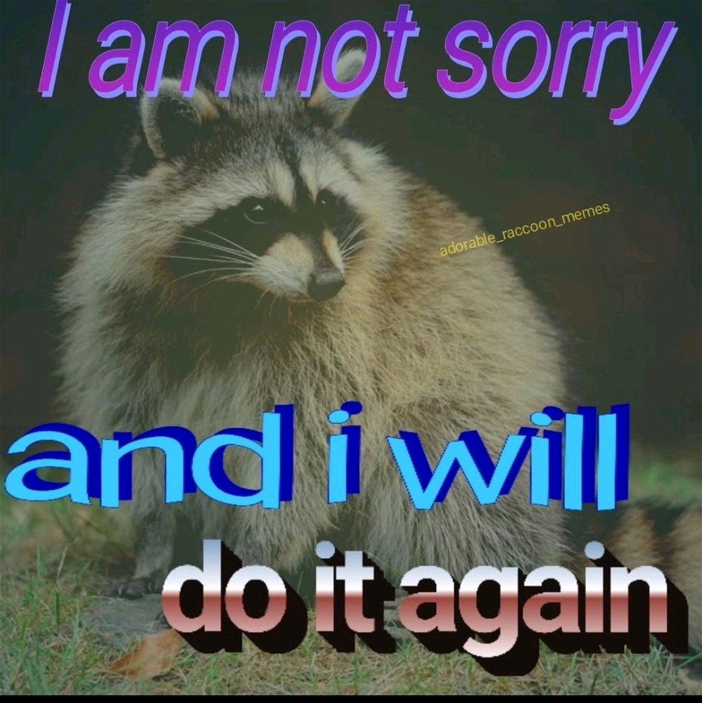 Sorry not sorry 🦝