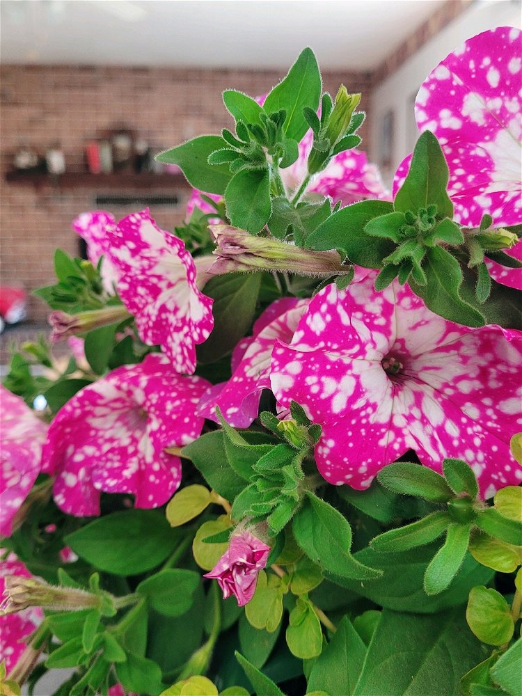 🌸Pink Galaxy Petunias🌸