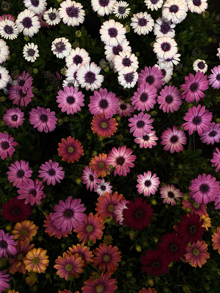 🌺