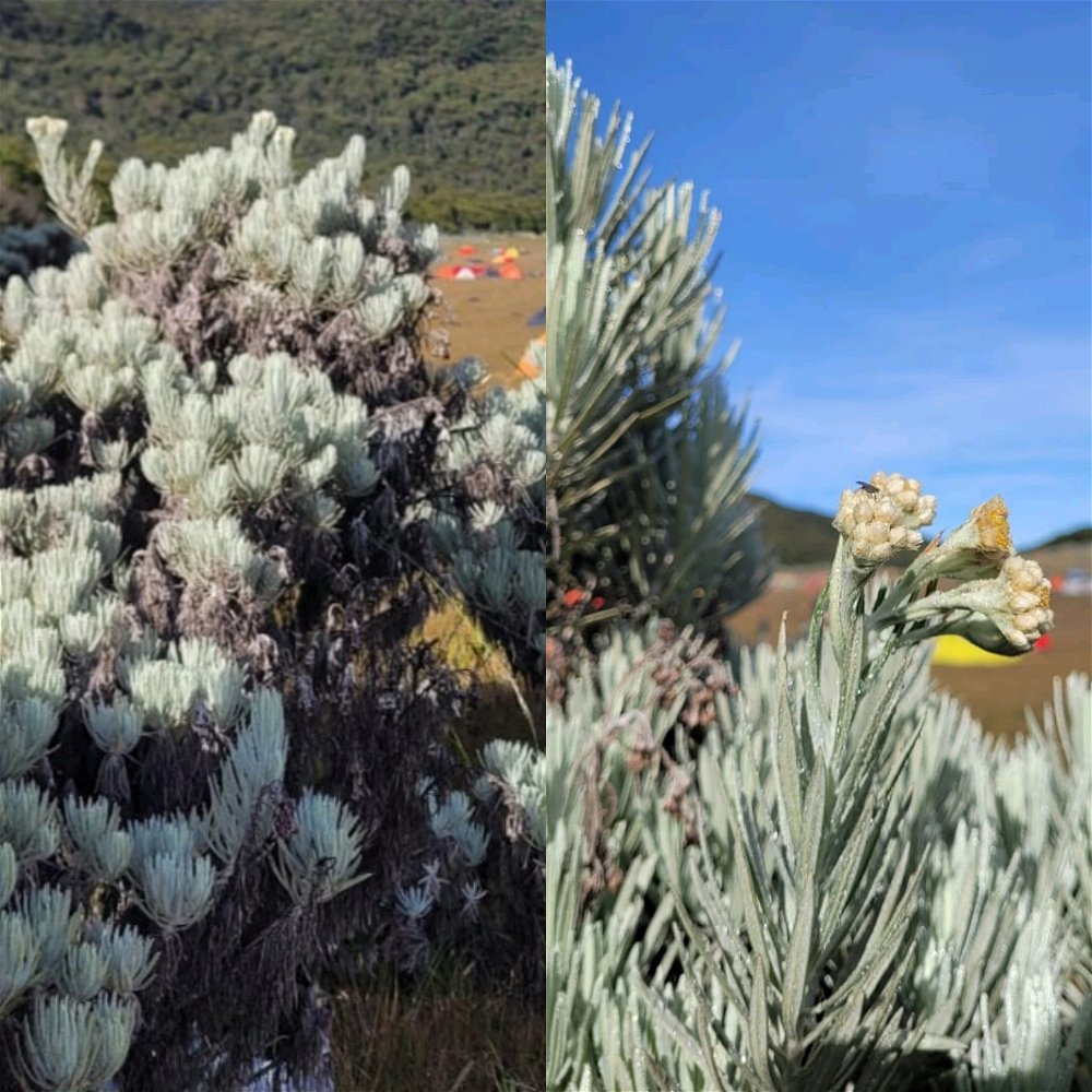 Javanese Edelweiss