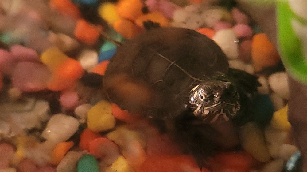 Michaelangelo