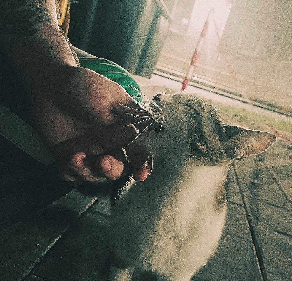 Workplace cat
