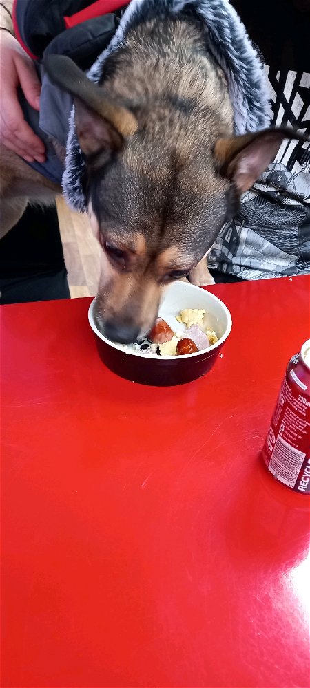 Freyas first Pupperchino!