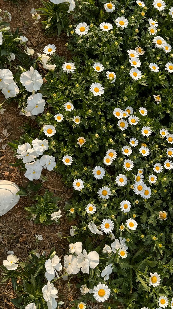 Daisy flower — Remind me like flower you bought me🌸🌼