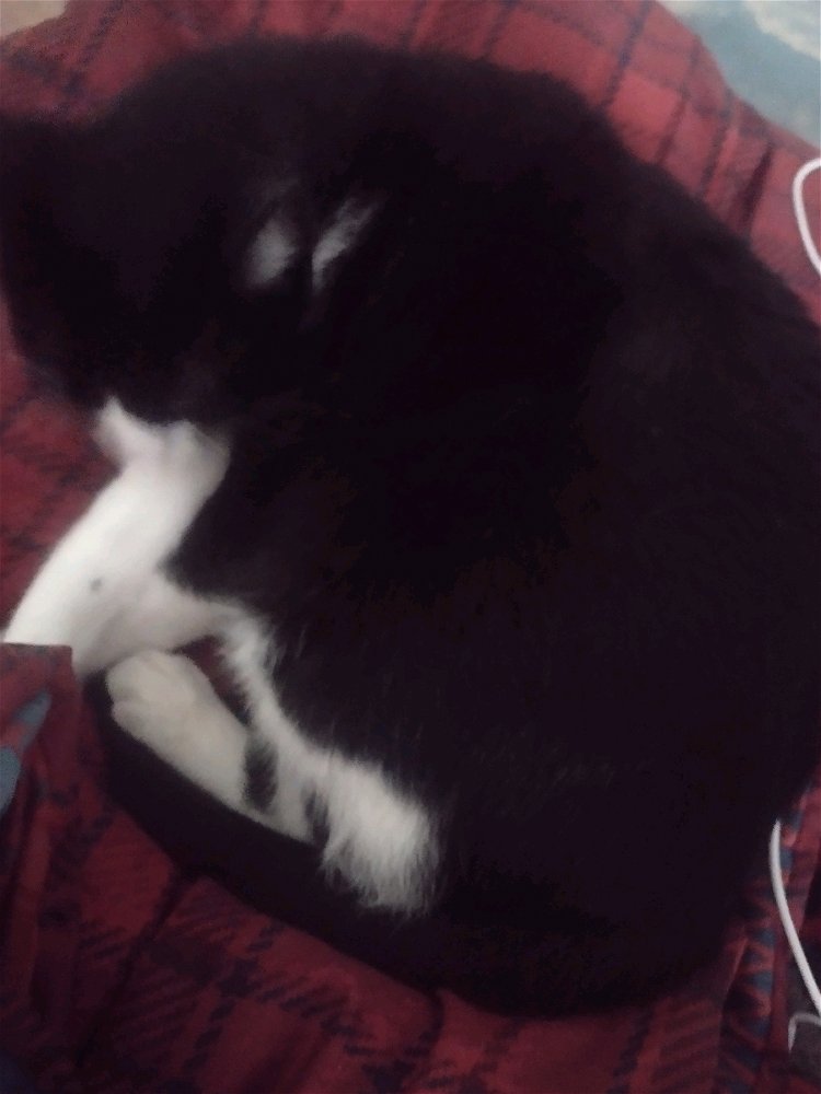 My cat is a fan of sleeping❤️
