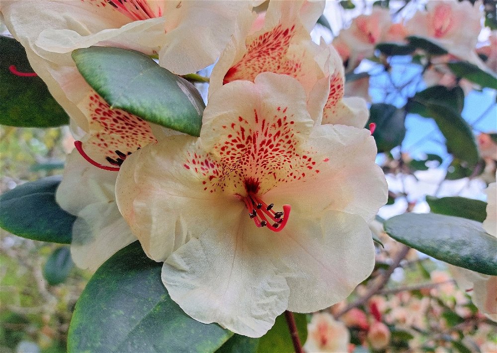 Fleurs ✿ 📷