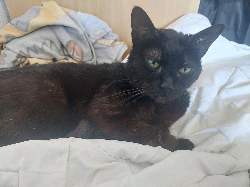 Püppy