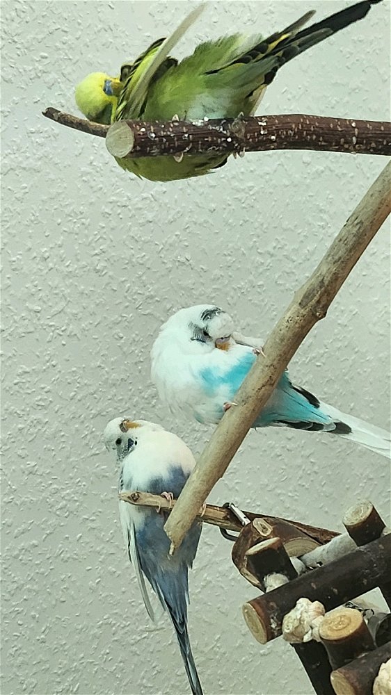 Federpopos