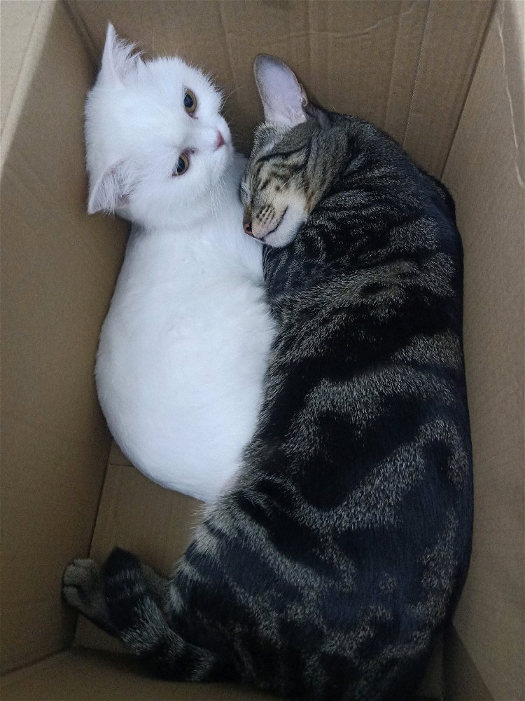 毎日ぴったりくっつく